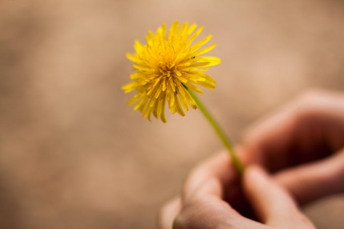 dandelion-untuk-perawatan-kulit-doktersehat-1