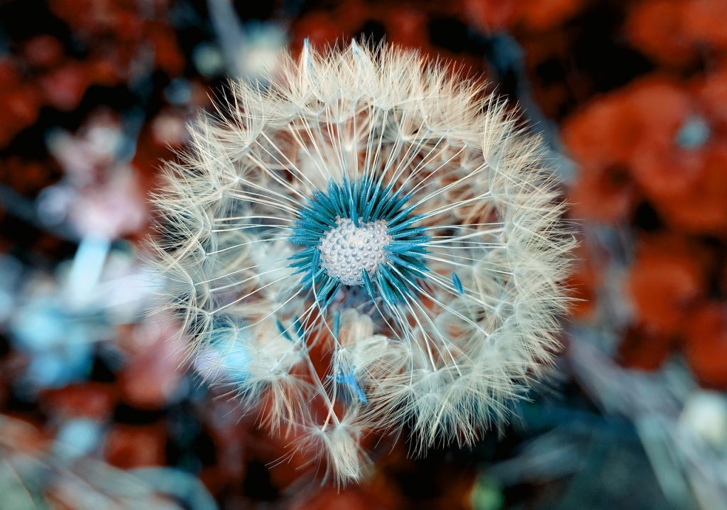 Khasiat Bunga Dandelion untuk Merawat Kulit